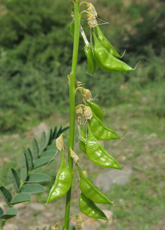 Image of Astragalus galegiformis specimen.