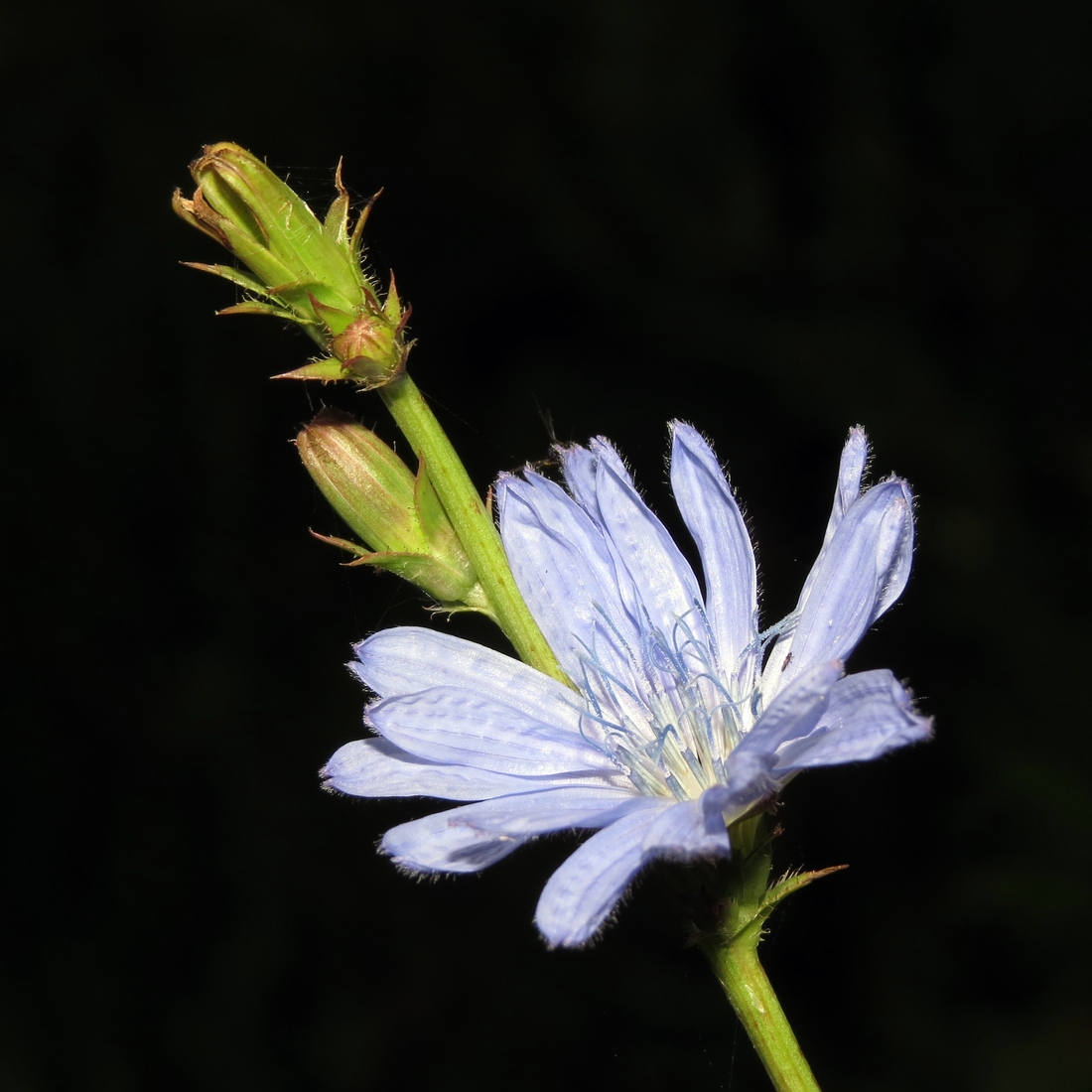 Image of Cichorium intybus specimen.