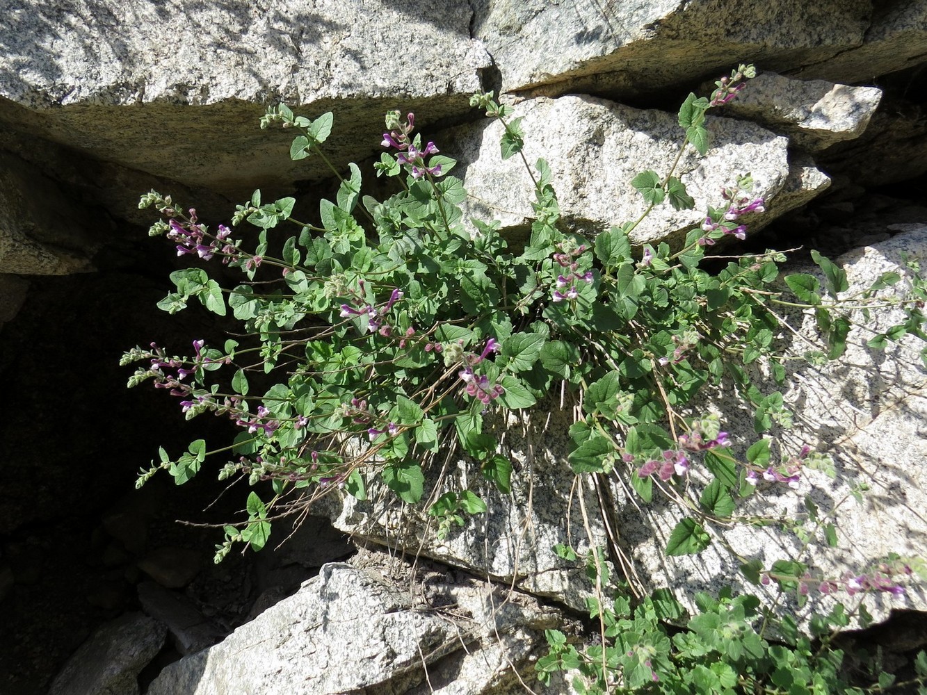 Изображение особи Scutellaria hissarica.