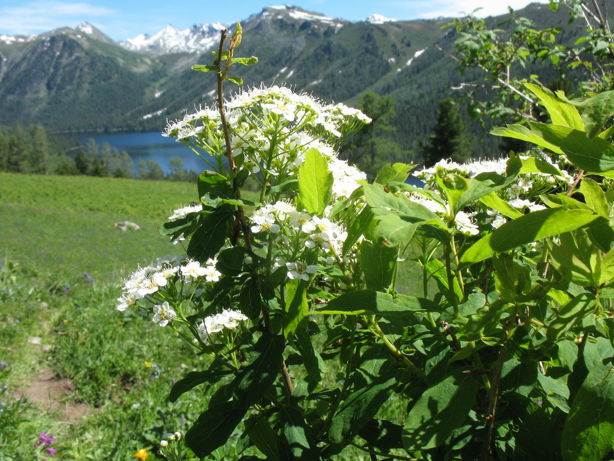 Image of Spiraea media specimen.