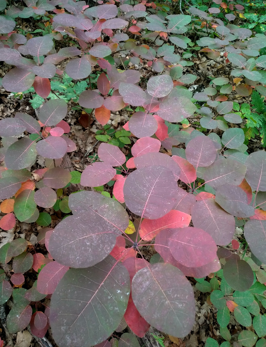 Изображение особи Cotinus coggygria.