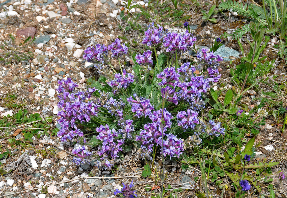 Image of Oxytropis kusnetzovii specimen.