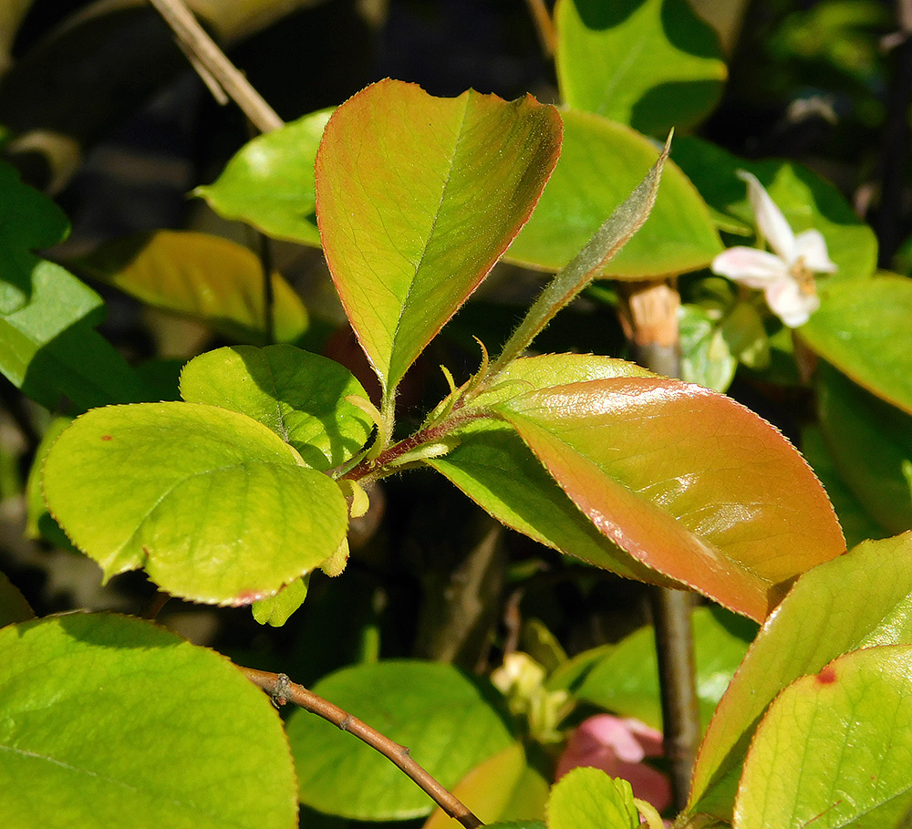 Изображение особи Pseudocydonia sinensis.