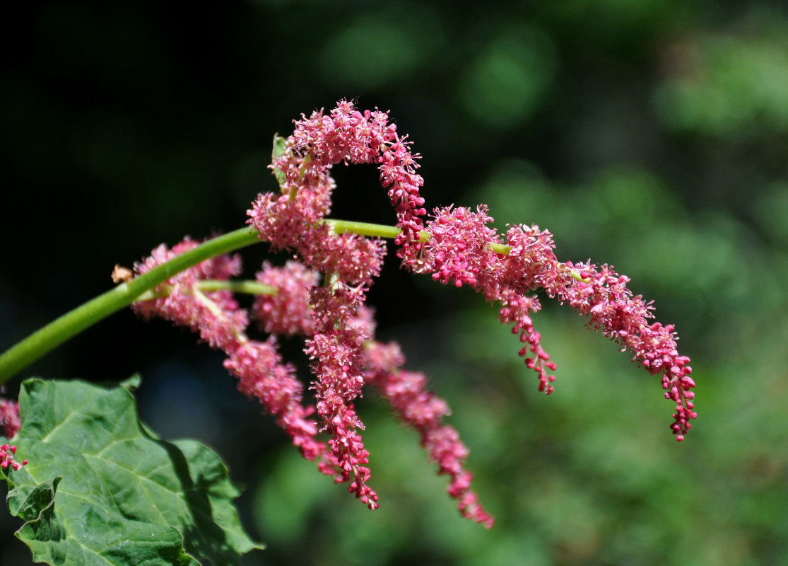 Изображение особи Rheum palmatum.