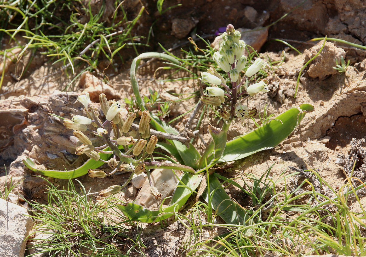 Image of Bellevalia eigii specimen.