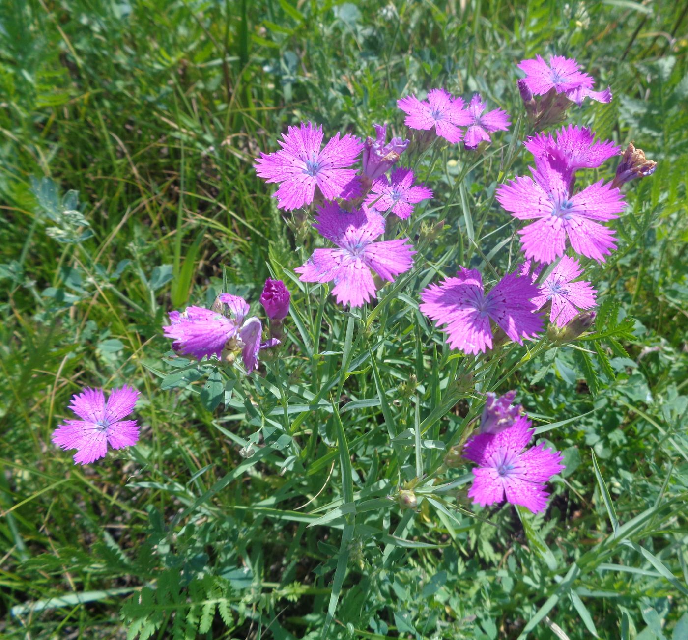 Изображение особи Dianthus fischeri.