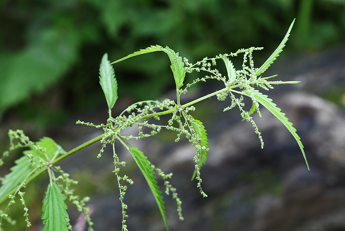 Image of Urtica angustifolia specimen.