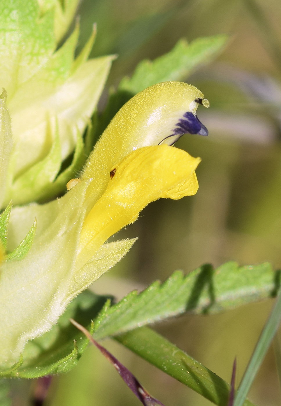 Изображение особи Rhinanthus pumilus.