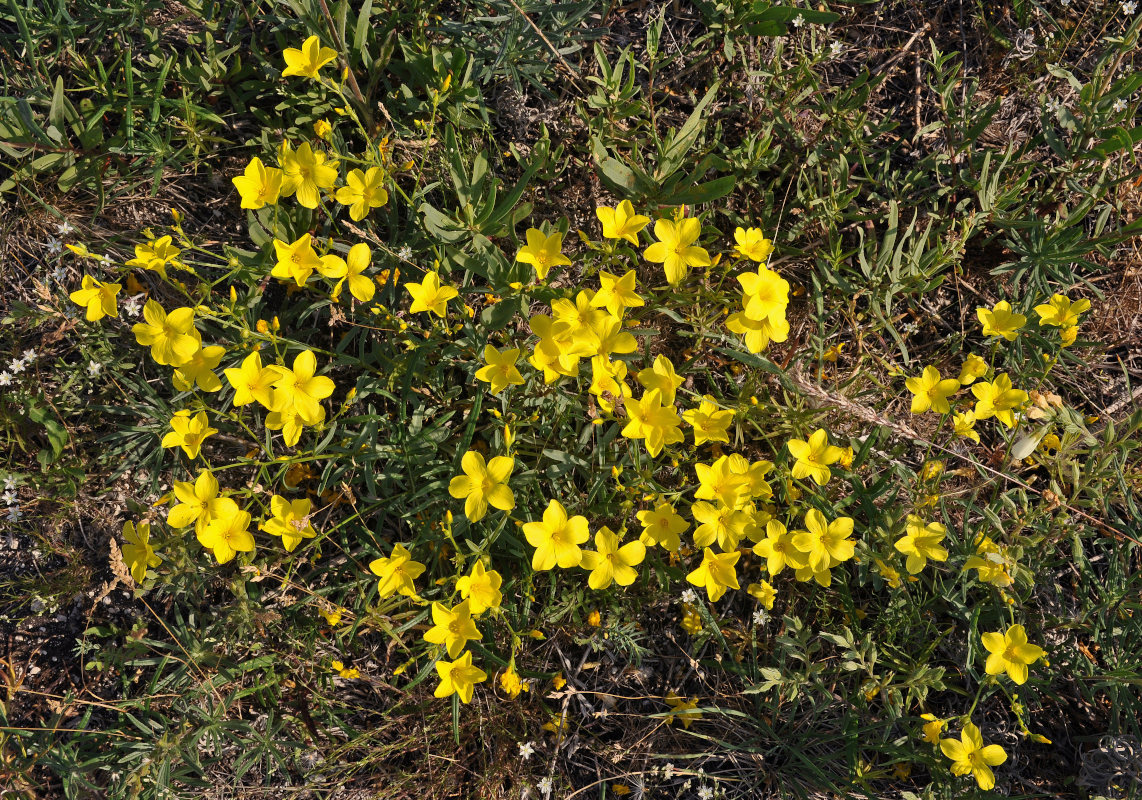 Изображение особи Linum ucranicum.