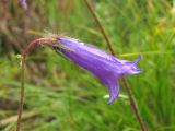 Campanula hohenackeri