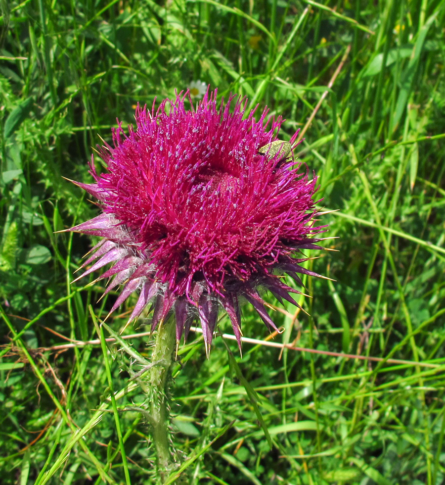 Image of Onopordum blancheanum specimen.