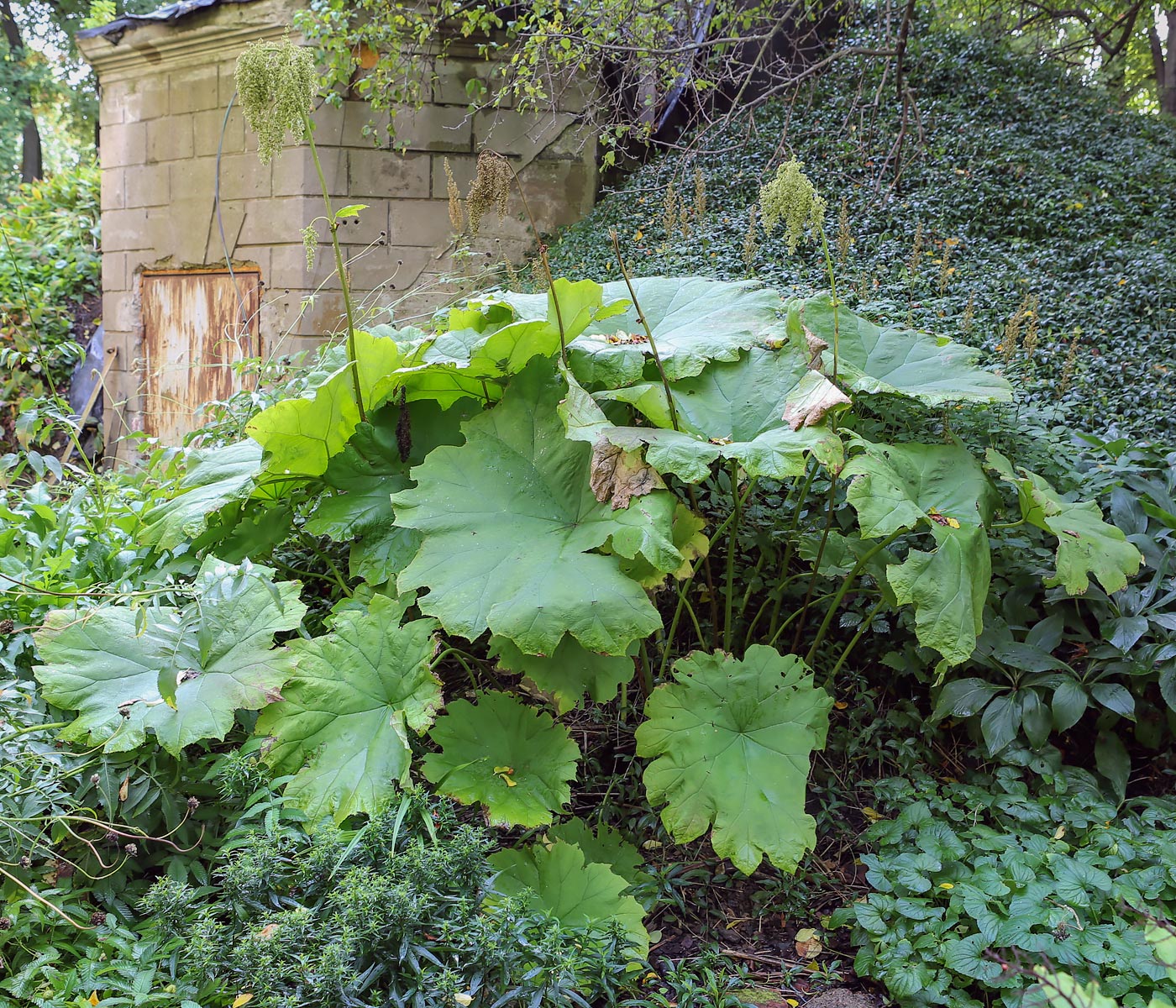 Изображение особи Astilboides tabularis.