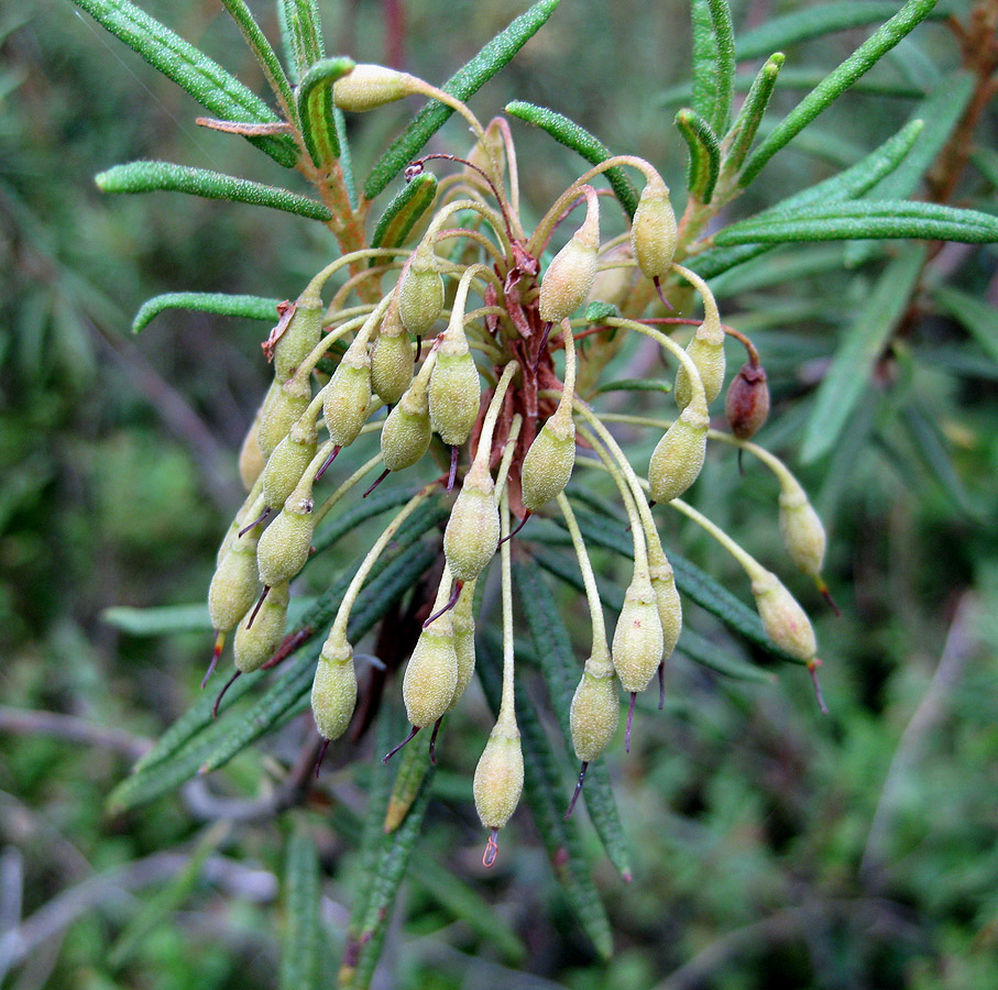 Image of Ledum palustre specimen.