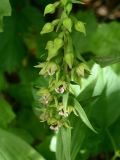 Epipactis helleborine. Часть соцветия с цветками и бутонами. Красноярский край, Эвенкийский р-н, государственный природный заповедник \"Тунгусский\", берег оз. Пеюнгда, березняк разнотравный. 08.07.2014.