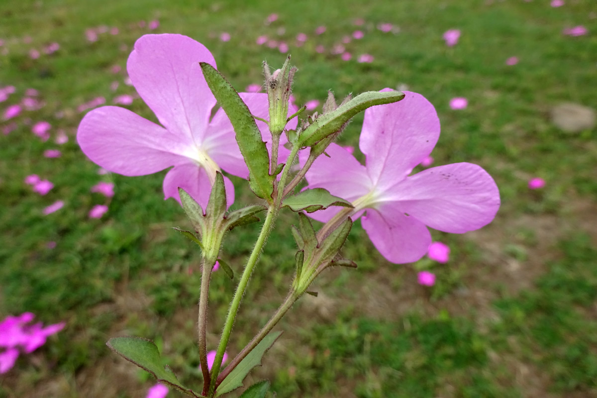 Изображение особи Cycnium tubulosum.