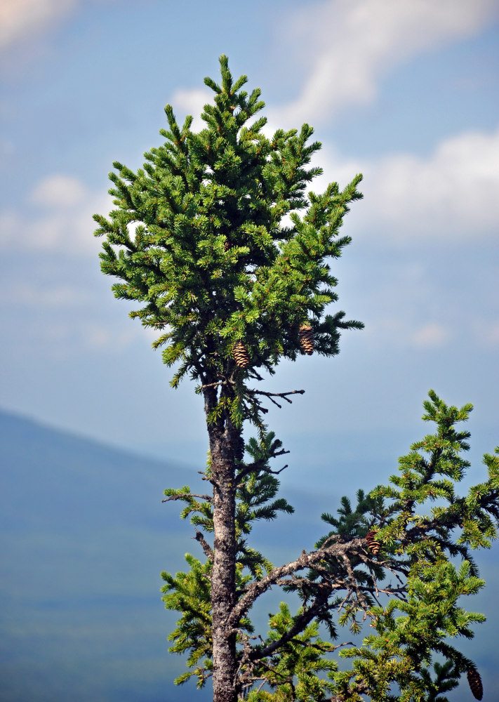 Изображение особи Picea obovata.