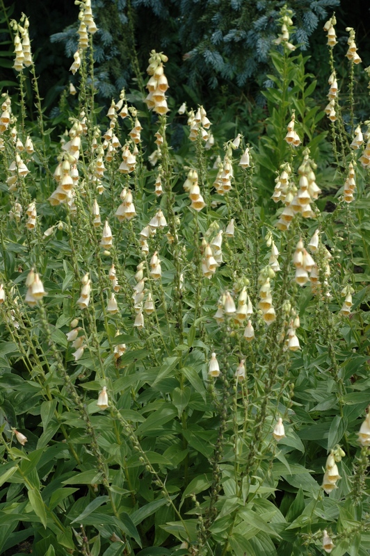 Изображение особи Digitalis grandiflora.