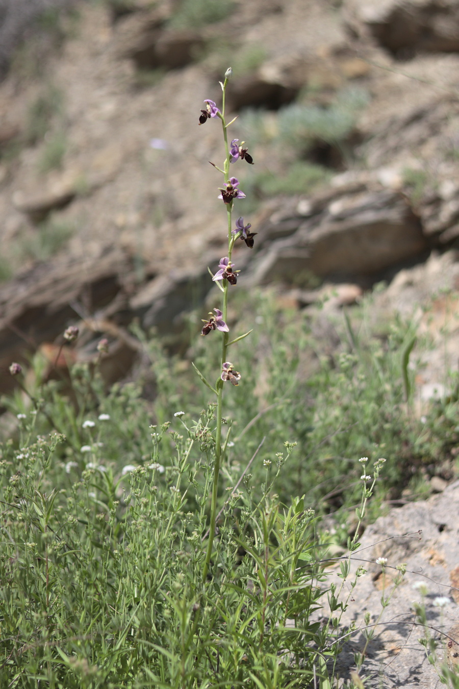 Изображение особи Ophrys oestrifera.