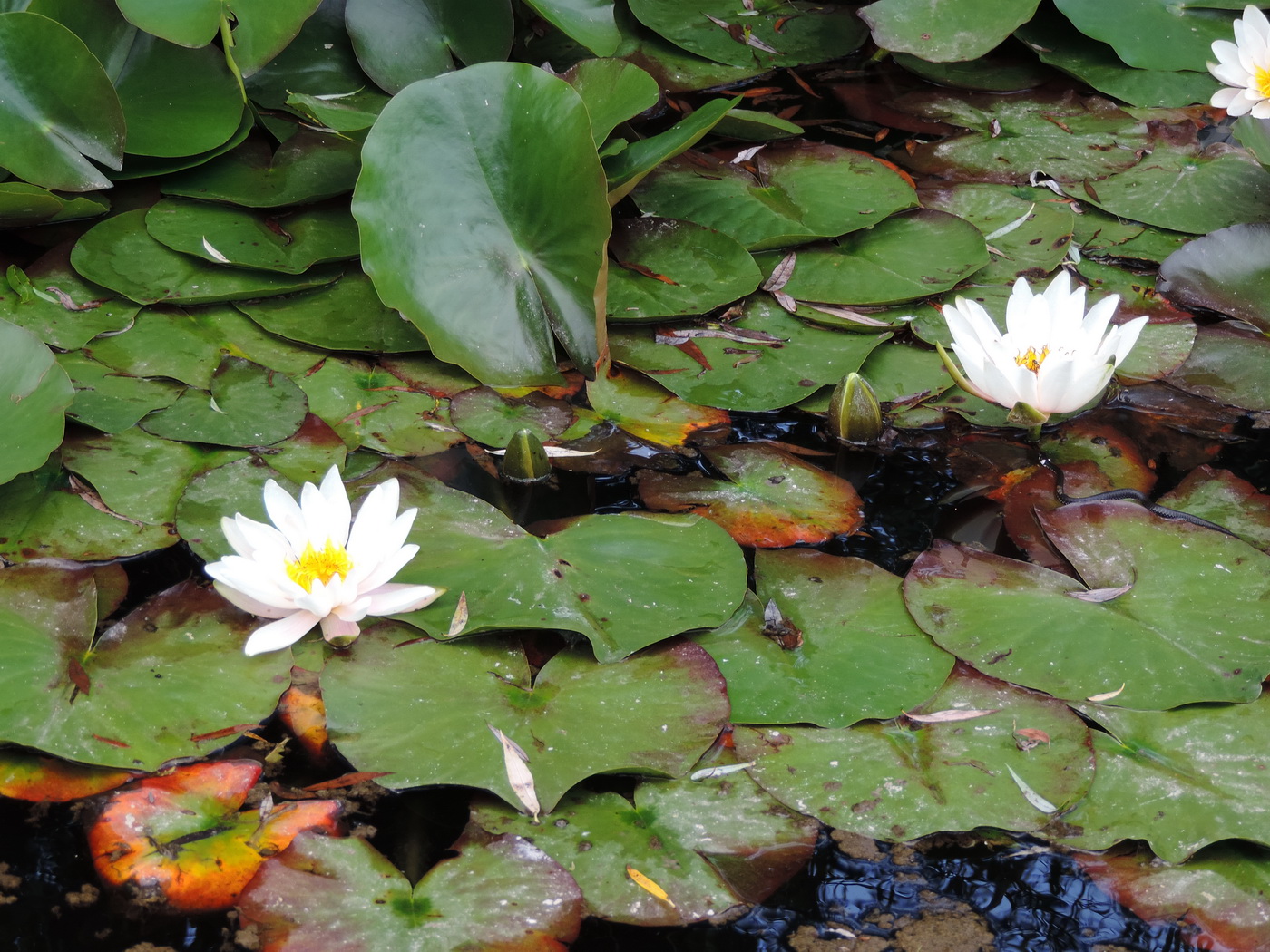 Image of Nymphaea alba specimen.