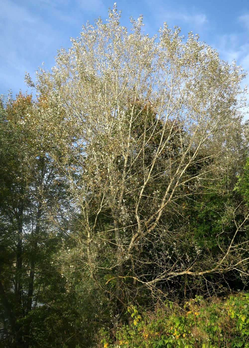 Image of Populus alba specimen.