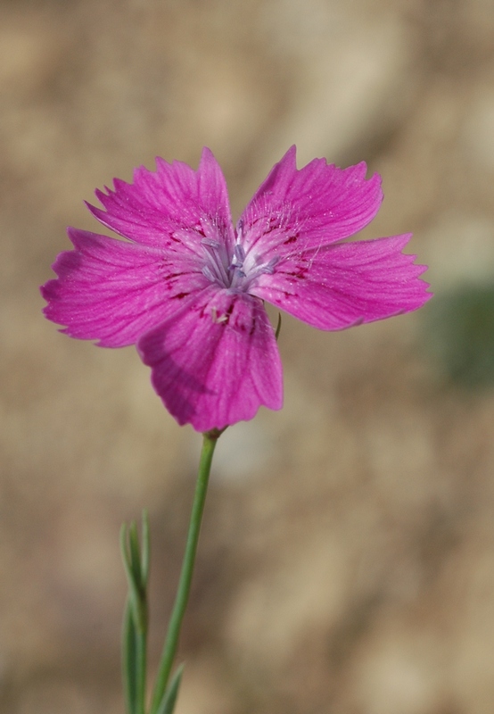 Image of Dianthus versicolor specimen.