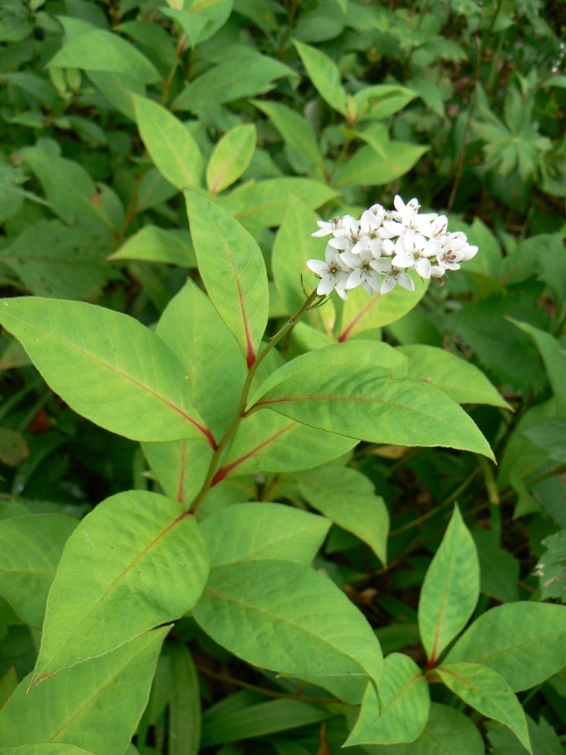 Image of Lysimachia clethroides specimen.