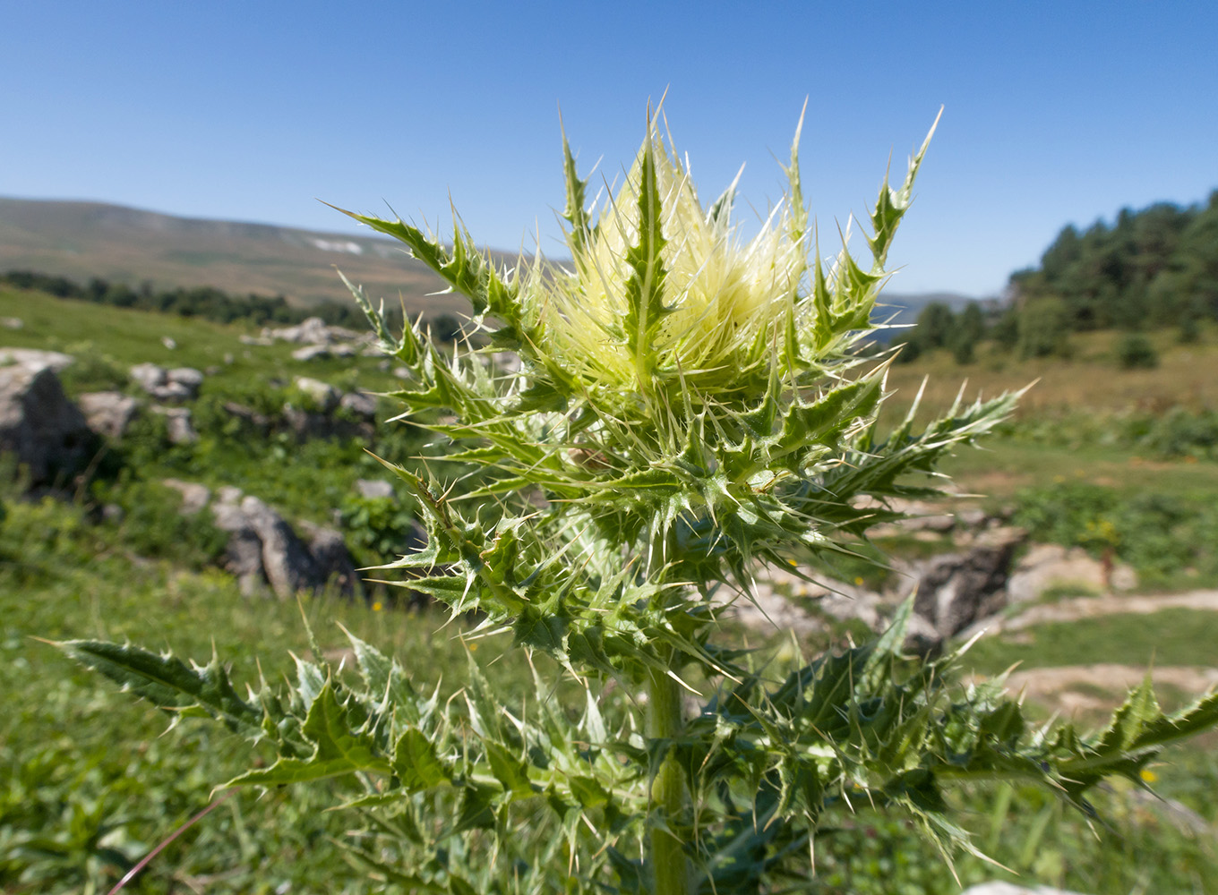 Image of Cirsium obvallatum specimen.