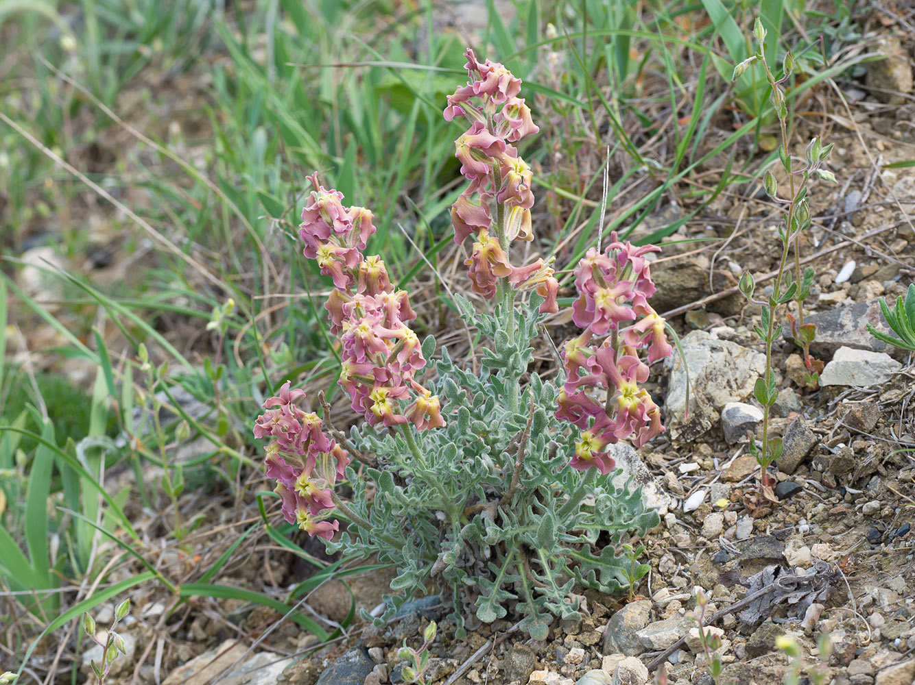 Image of Matthiola odoratissima specimen.