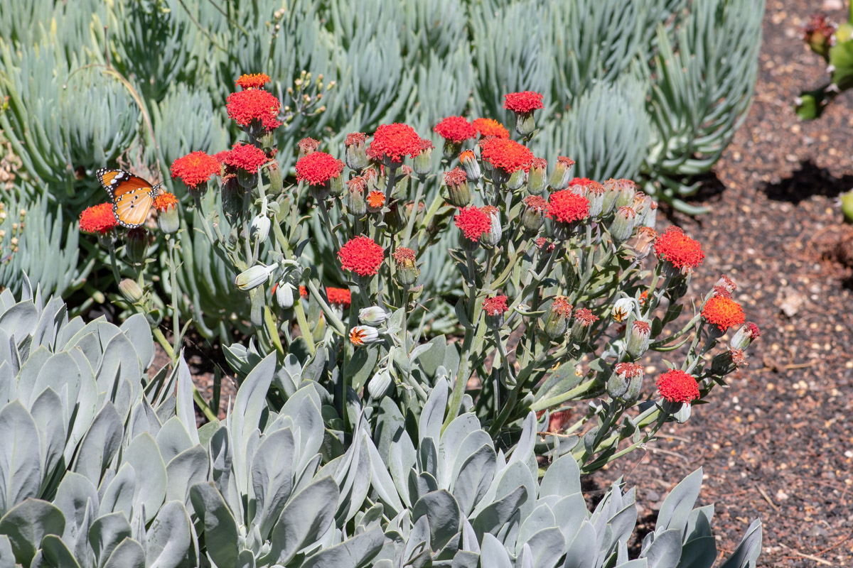 Image of genus Kleinia specimen.