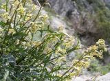 Смотреть изображение Matthiola odoratissima
