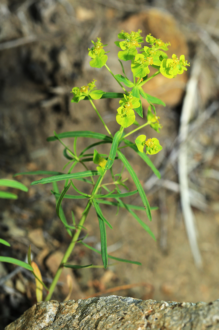 Изображение особи Euphorbia leoncroizatii.