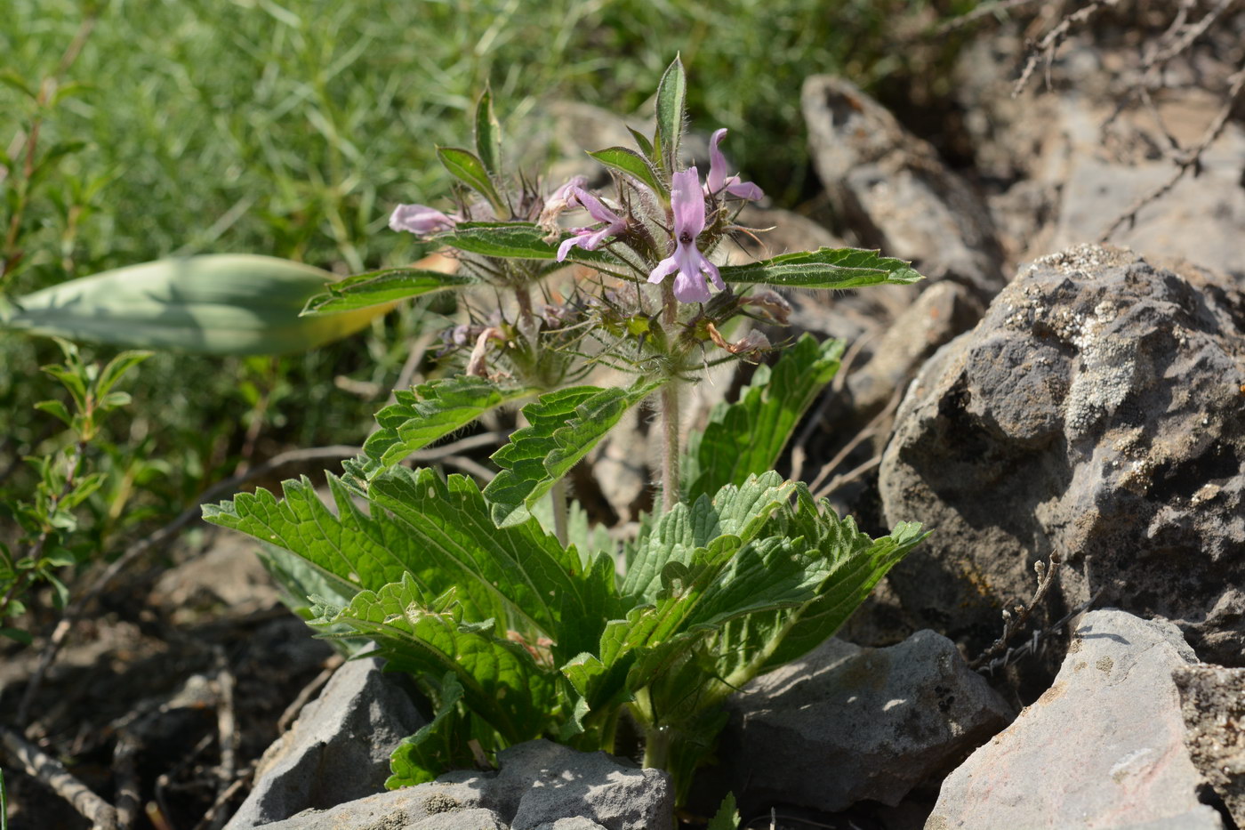 Изображение особи Phlomoides boraldaica.