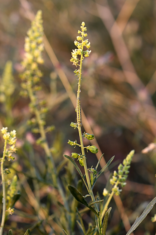 Image of Reseda lutea specimen.