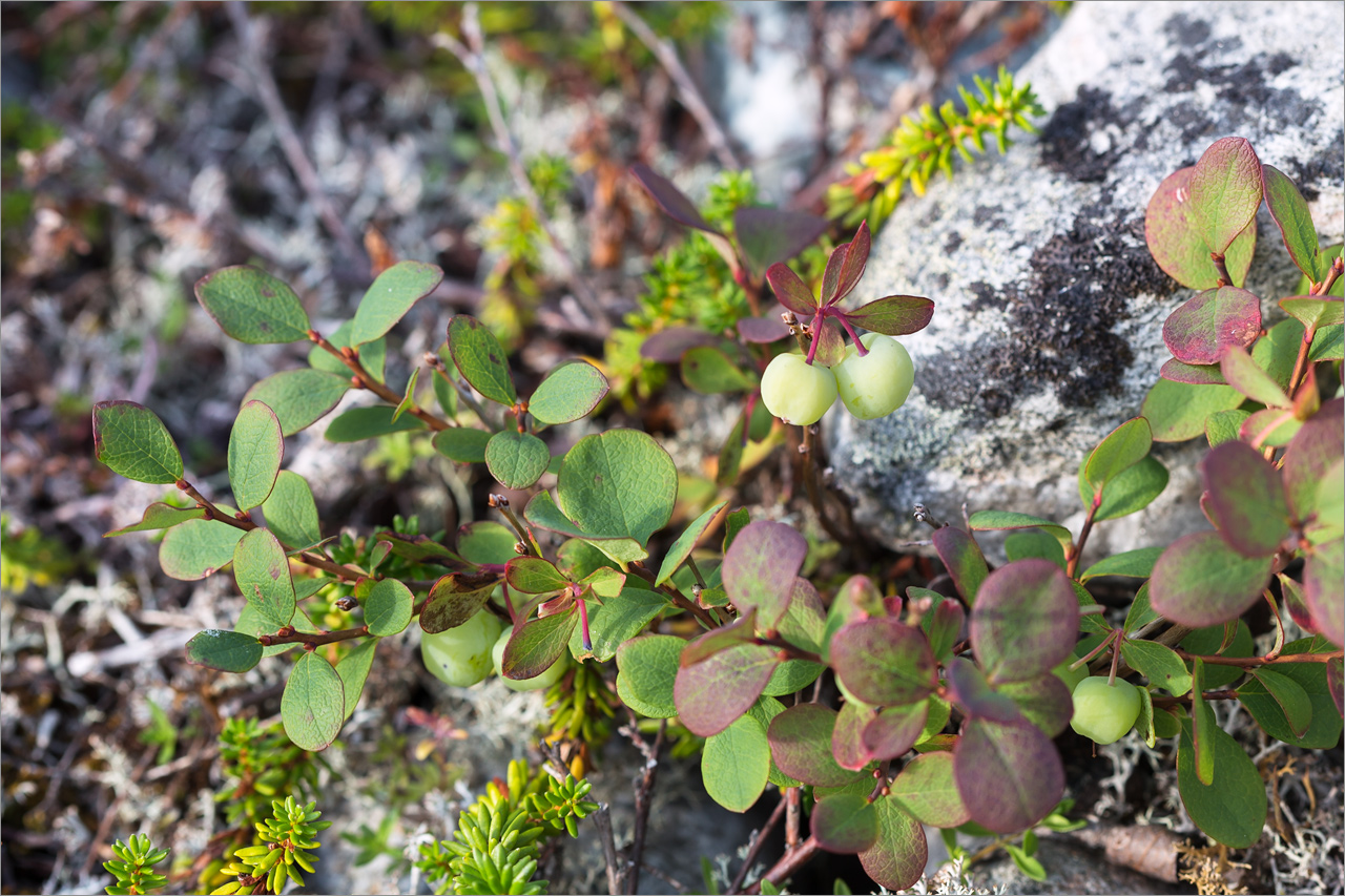 Изображение особи Vaccinium uliginosum.