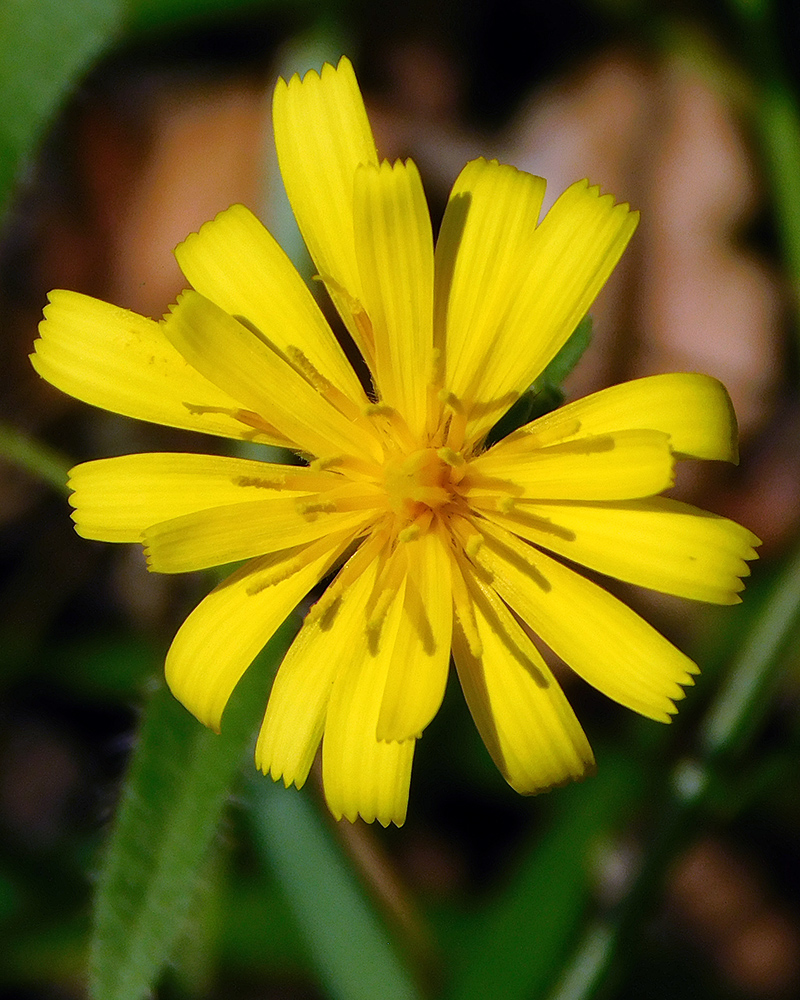 Изображение особи Picris strigosa.