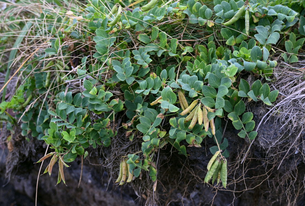 Image of Lathyrus japonicus specimen.