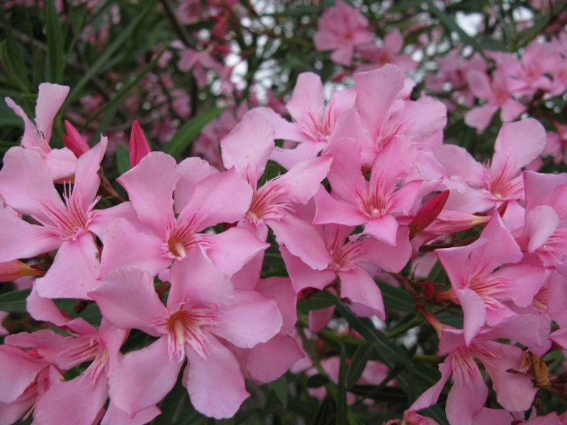 Image of Nerium oleander specimen.