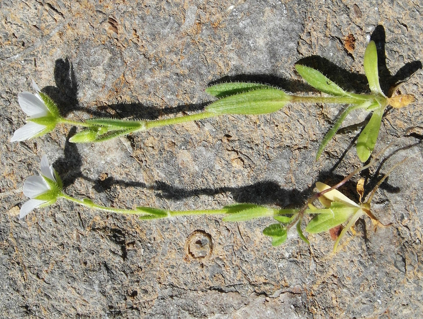 Image of Holosteum glutinosum specimen.