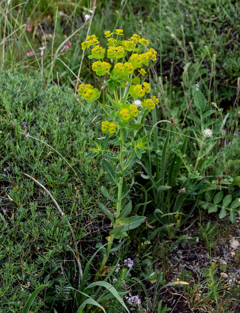 Изображение особи Euphorbia iberica.