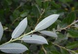 genus Salix. Верхушка ветви (вид на абаксиальные поверхности листьев). Кабардино-Балкария, долина р. Баксан, участок реки Курмычи, проходящий через конус выноса, высота 1610 м н.у.м., берег. 24 июля 2022 г.