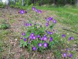 Geranium sylvaticum