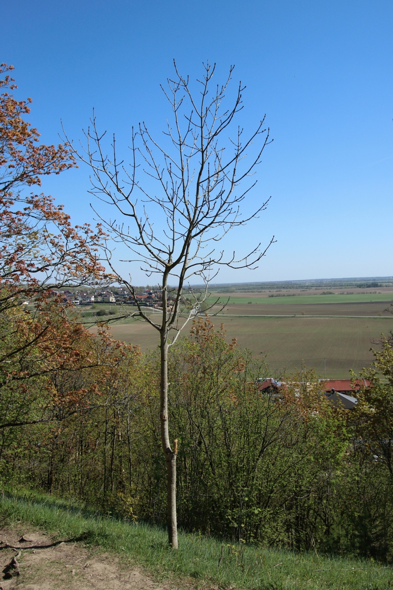 Image of Fraxinus excelsior specimen.