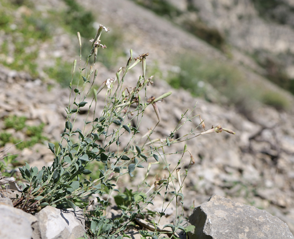 Изображение особи Silene chlorifolia.