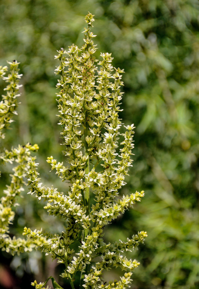 Image of Veratrum lobelianum specimen.