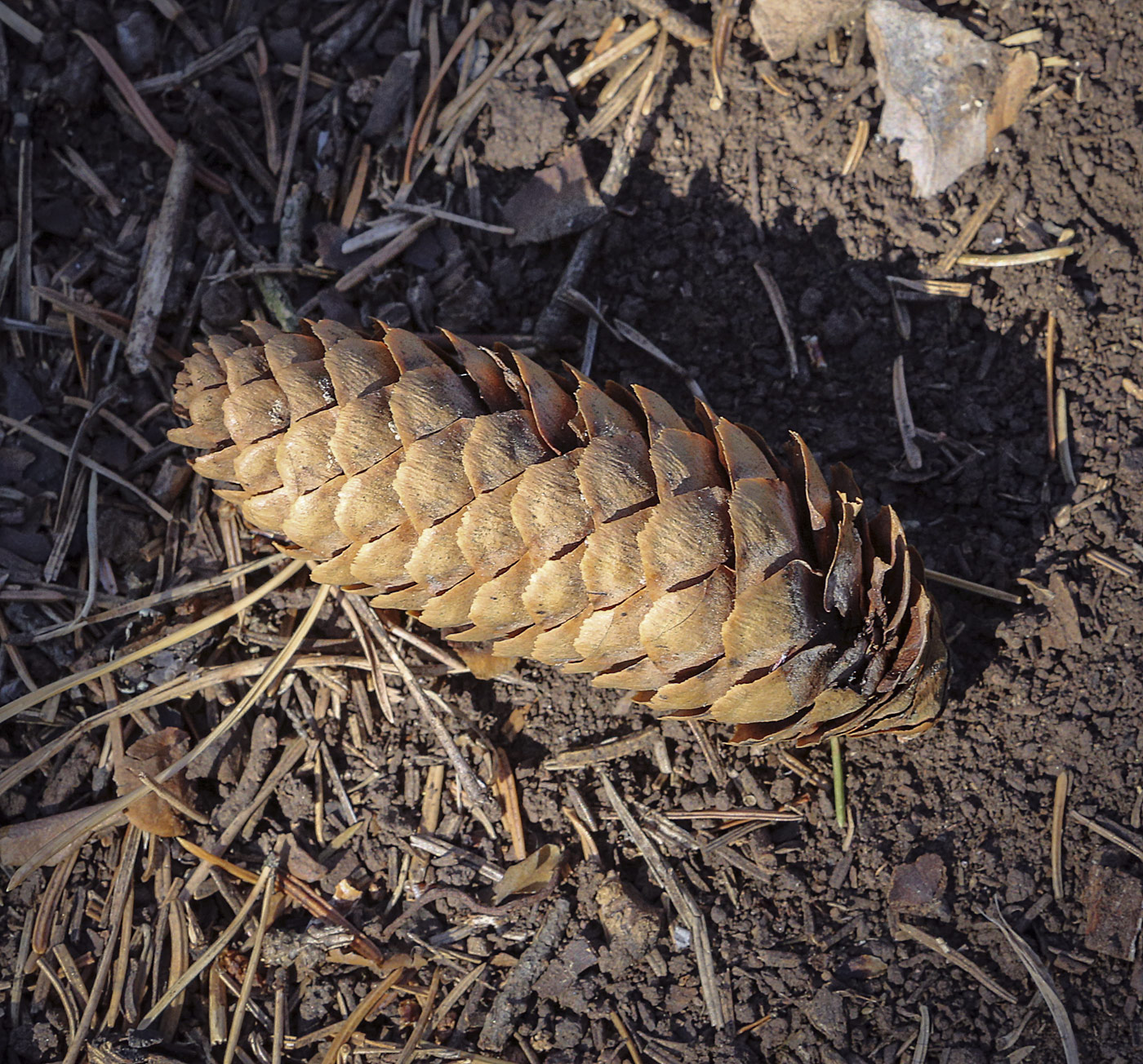 Image of Picea &times; fennica specimen.