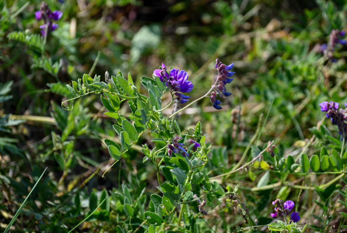 Изображение особи Vicia japonica.