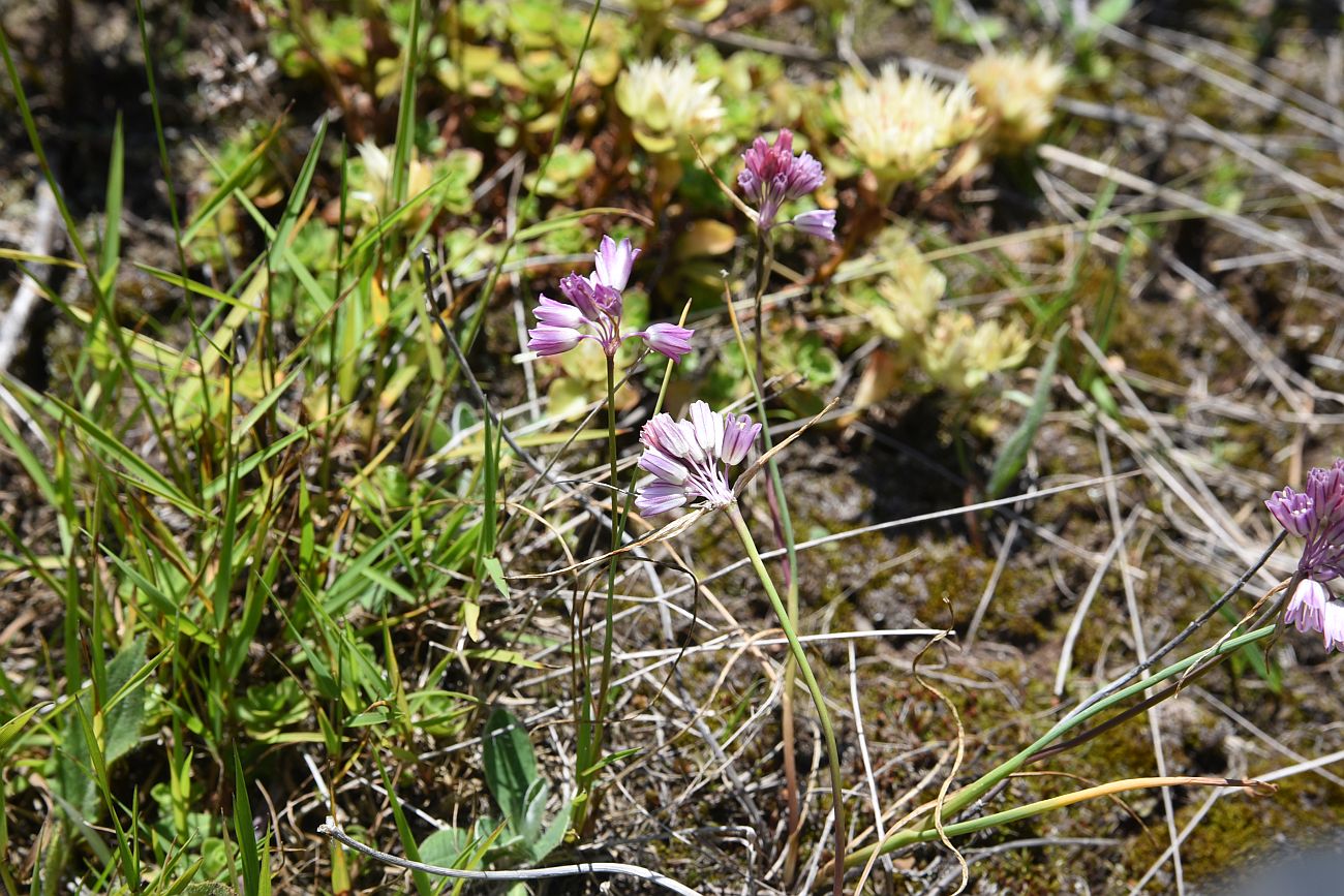 Image of Allium kunthianum specimen.