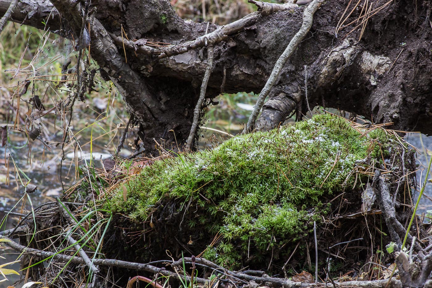 Image of Atrichum undulatum specimen.