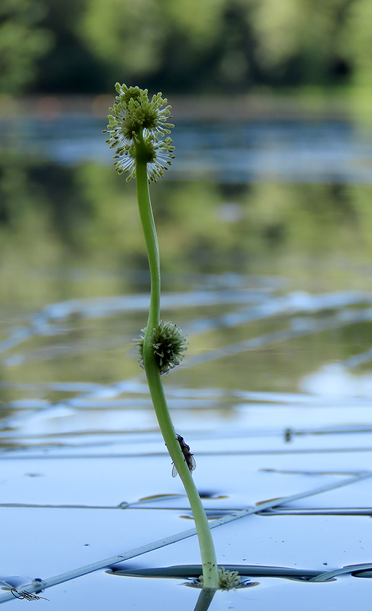 Image of Sparganium gramineum specimen.