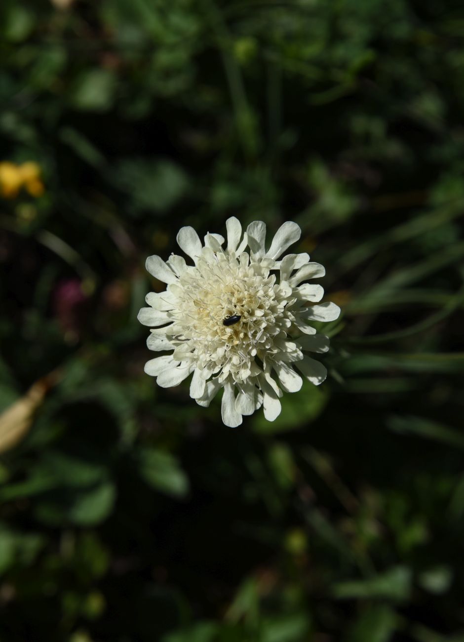 Image of Scabiosa ochroleuca specimen.